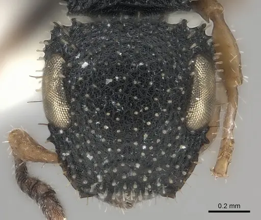 Cataulacus brevisetosus specimen