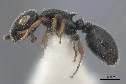 Cataulacus brevisetosus specimen