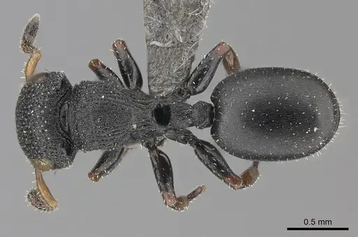 Cataulacus brevisetosus - CASENT0235429