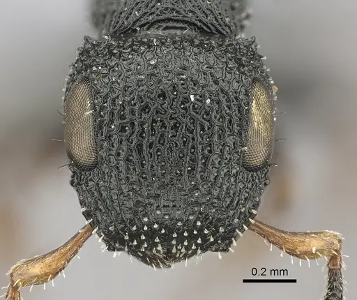 Cataulacus brevisetosus - CASENT0235429