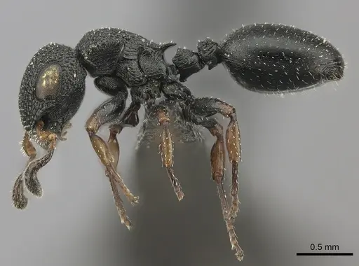 Cataulacus brevisetosus - CASENT0235429