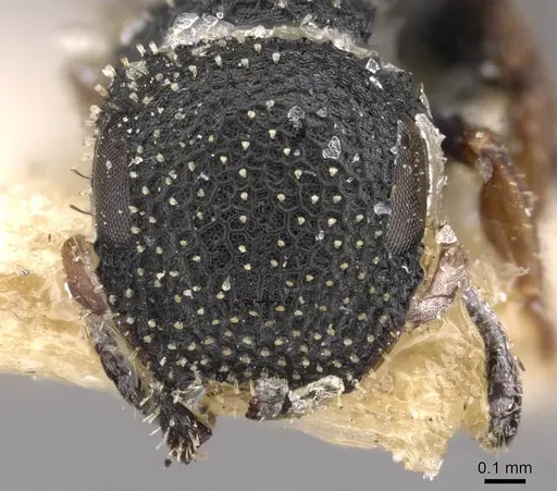 Cataulacus brevisetosus - CASENT0909232