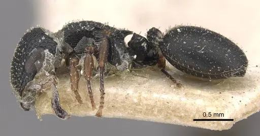 Cataulacus brevisetosus - CASENT0909232