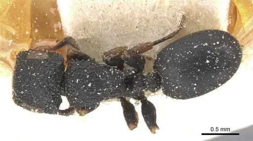 Cataulacus brevisetosus - CASENT0912545