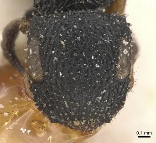 Cataulacus brevisetosus - CASENT0912545