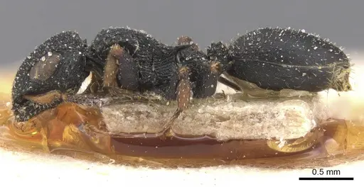 Cataulacus brevisetosus - CASENT0912545