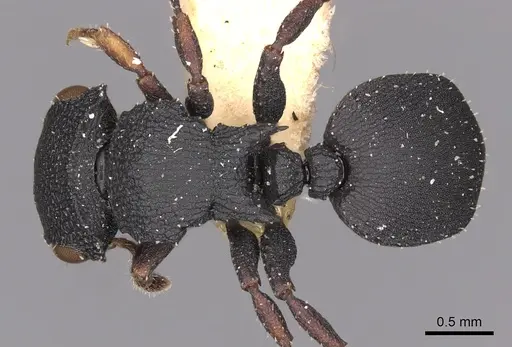 Cataulacus catuvolcus specimen