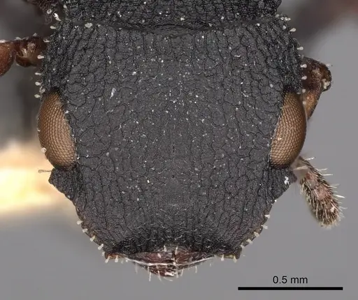 Cataulacus catuvolcus specimen