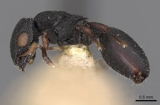 Cataulacus catuvolcus specimen