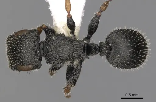 Cataulacus centrurus specimen