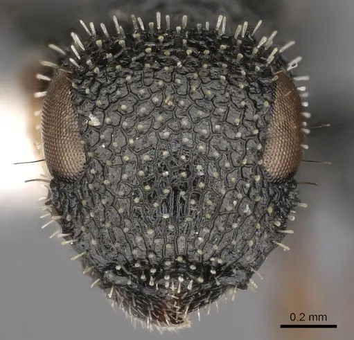 Cataulacus centrurus specimen