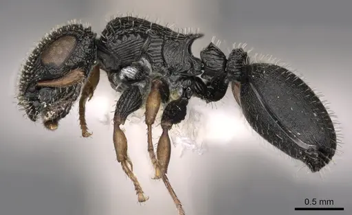 Cataulacus centrurus specimen