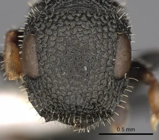 Cataulacus cestus specimen