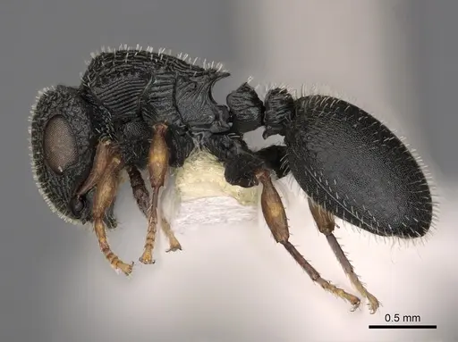 Cataulacus cestus specimen