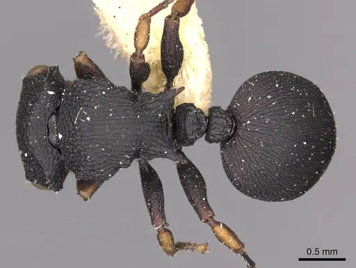 Cataulacus chapmani specimen