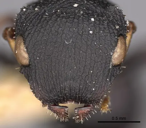 Cataulacus chapmani specimen