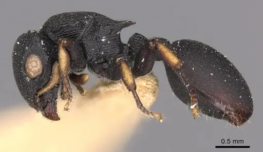 Cataulacus chapmani specimen