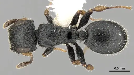 Cataulacus difficilis specimen