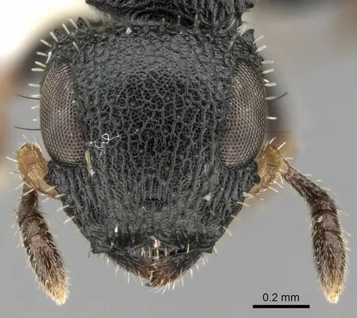 Cataulacus difficilis specimen