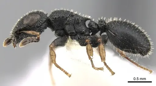 Cataulacus difficilis specimen