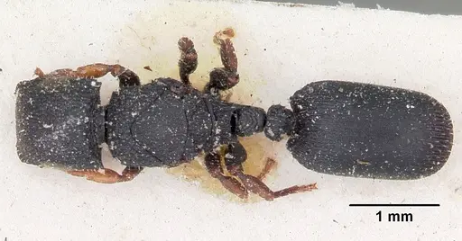 Cataulacus ebrardi specimen