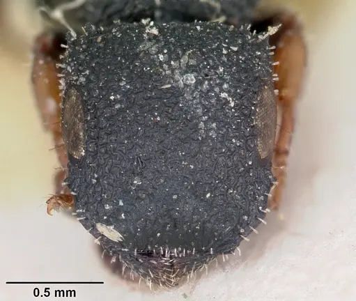 Cataulacus ebrardi specimen