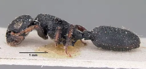 Cataulacus ebrardi specimen