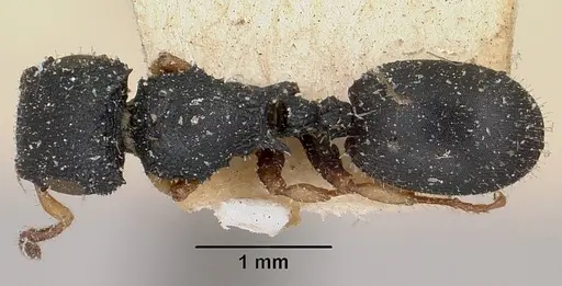 Cataulacus ebrardi - CASENT0101245