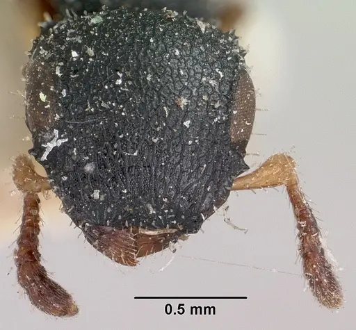 Cataulacus ebrardi - CASENT0101245