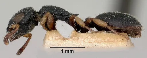 Cataulacus ebrardi - CASENT0101245