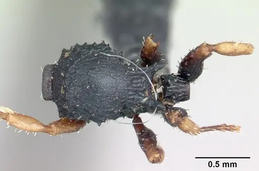 Cataulacus ebrardi - CASENT0101246