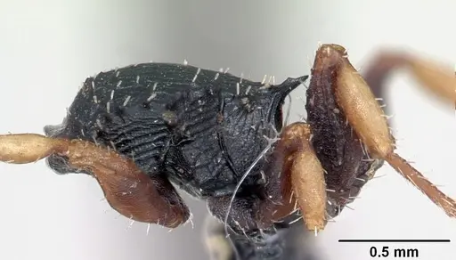 Cataulacus ebrardi - CASENT0101246