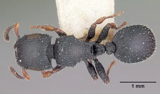 Cataulacus ebrardi - CASENT0101559