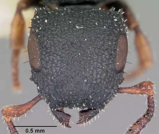 Cataulacus ebrardi - CASENT0101559