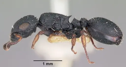 Cataulacus ebrardi - CASENT0101559