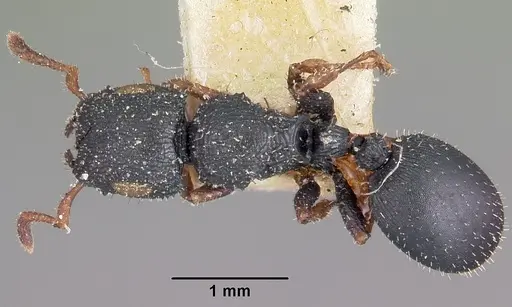 Cataulacus ebrardi - CASENT0101583