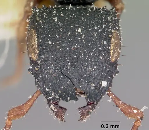 Cataulacus ebrardi - CASENT0101583