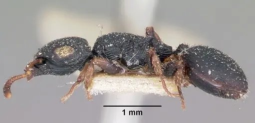 Cataulacus ebrardi - CASENT0101583