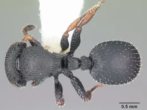 Cataulacus ebrardi - CASENT0102984