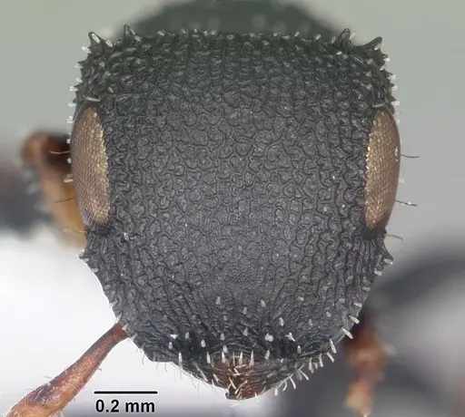 Cataulacus ebrardi - CASENT0102984