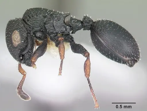 Cataulacus ebrardi - CASENT0102984