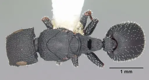 Cataulacus ebrardi - CASENT0104068