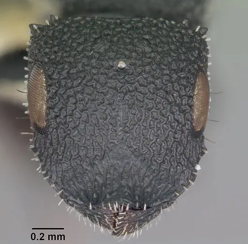 Cataulacus ebrardi - CASENT0104068