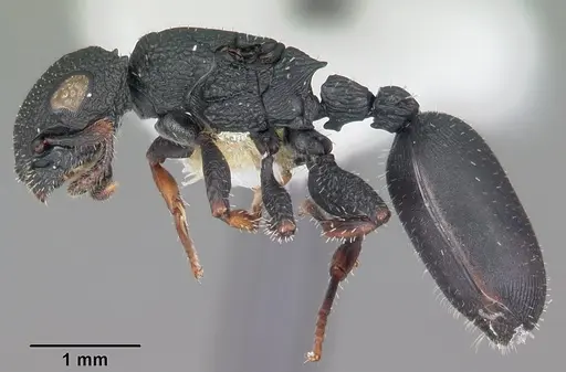 Cataulacus ebrardi - CASENT0104068