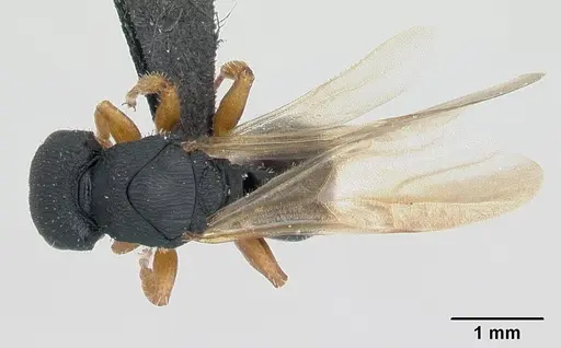 Cataulacus ebrardi - CASENT0132799