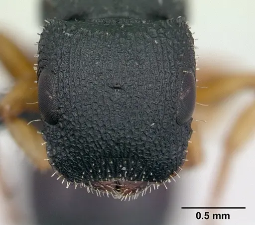 Cataulacus ebrardi - CASENT0132799