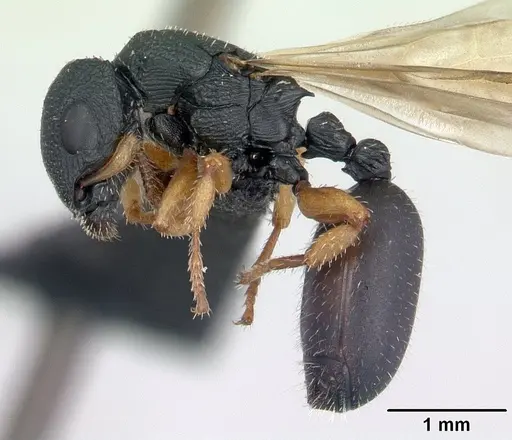 Cataulacus ebrardi - CASENT0132799