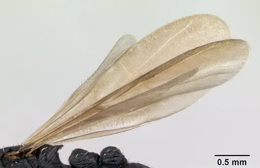 Cataulacus ebrardi - CASENT0132799