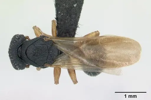 Cataulacus ebrardi - CASENT0132802