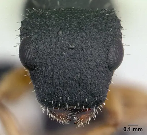 Cataulacus ebrardi - CASENT0132802